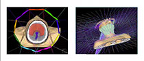 Radiation Oncology Education